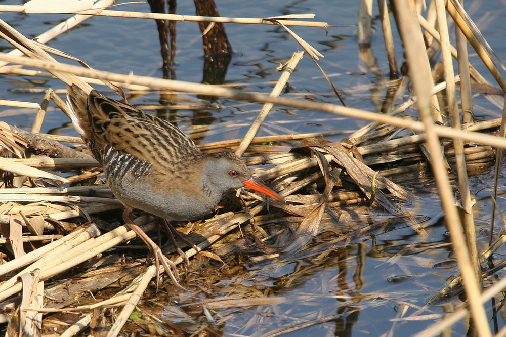 Wasserralle (Rallus aquaticus)