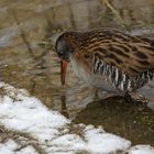 Wasserralle (Rallus aquaticus)