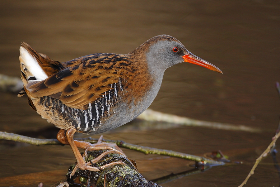 Wasserralle (Rallus aquaticus)