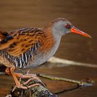 Wasserralle (Rallus aquaticus)