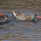 Wasserralle (Rallus aquaticus) Auf zu neuen Ufern...