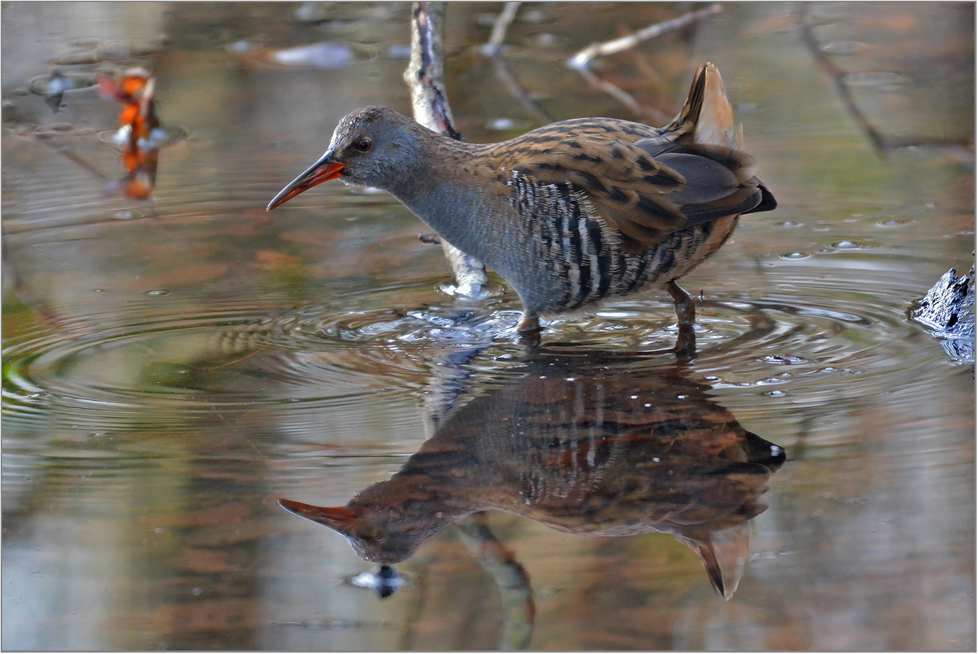 Wasserralle  -  Rallus aquaticus