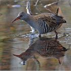 Wasserralle  -  Rallus aquaticus