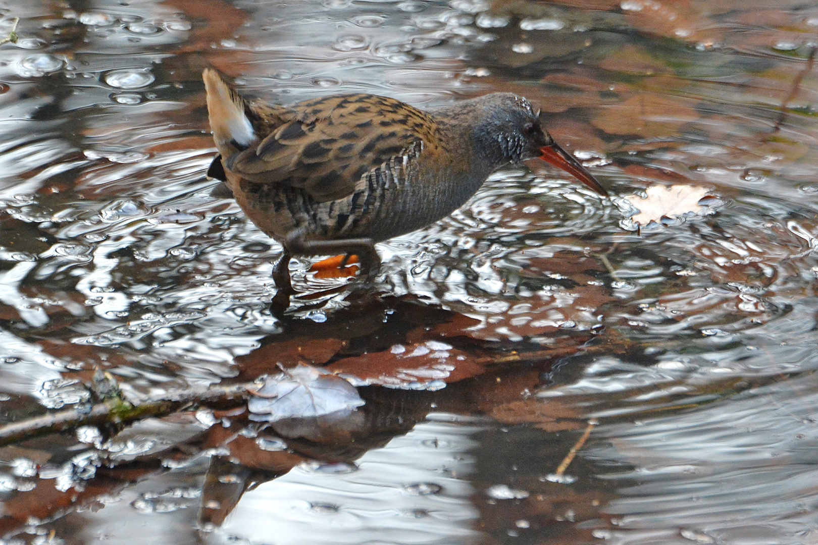 Wasserralle, rallus aquaticus