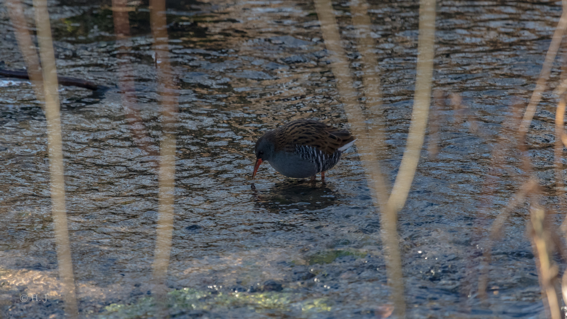 Wasserralle (Rallus aquaticus)