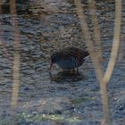 Wasserralle (Rallus aquaticus)