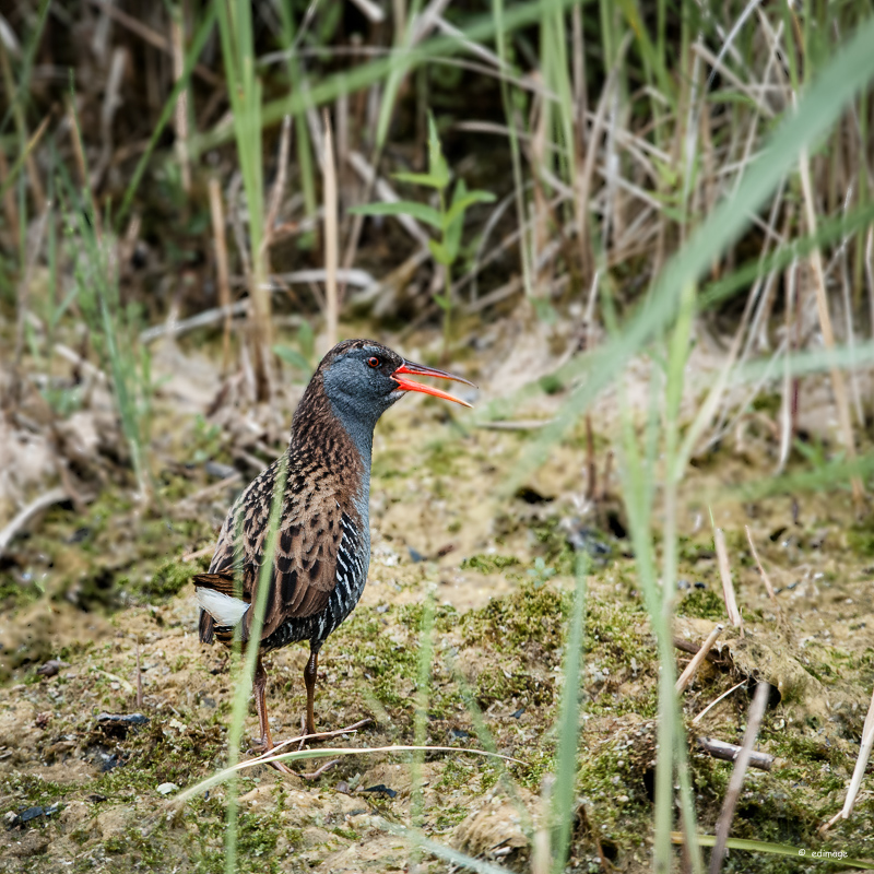 Wasserralle - Rallus aquaticus