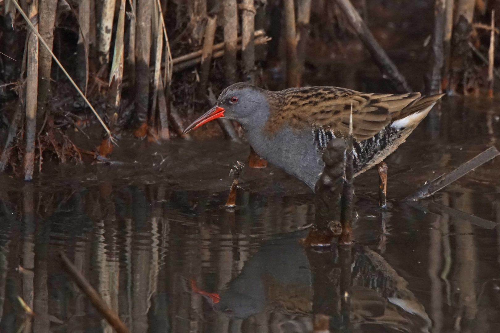 Wasserralle (Rallus aquaticus)