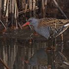 Wasserralle (Rallus aquaticus)