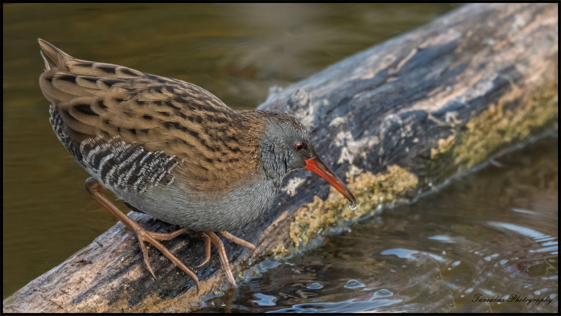 Wasserralle ( Rallus aquaticus)