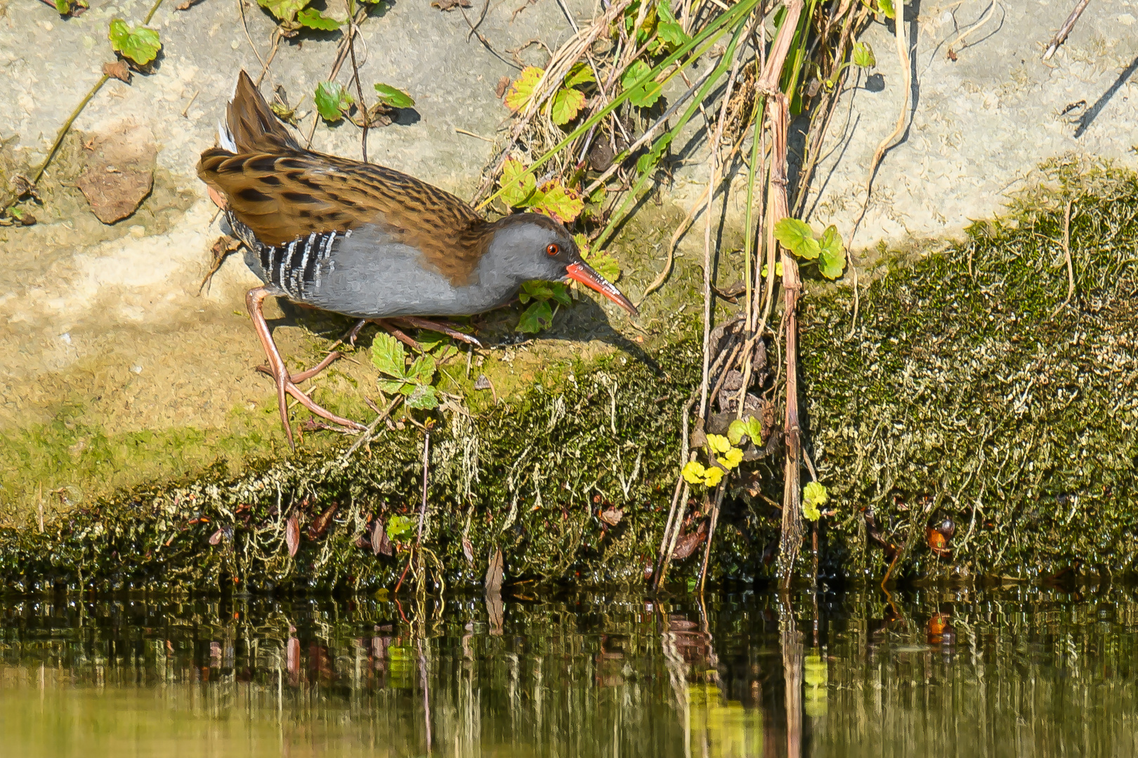 Wasserralle (Rallus aquaticus)