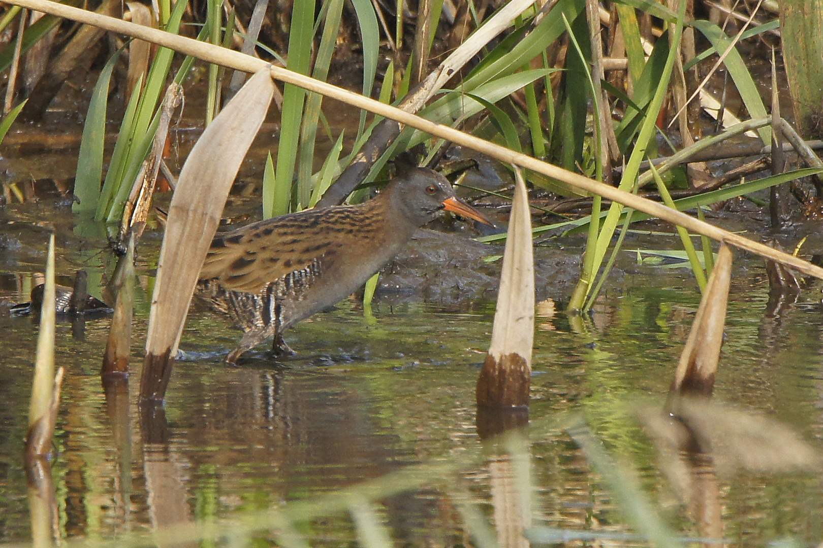 Wasserralle (Rallus aquaticus)