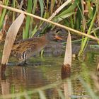 Wasserralle (Rallus aquaticus)