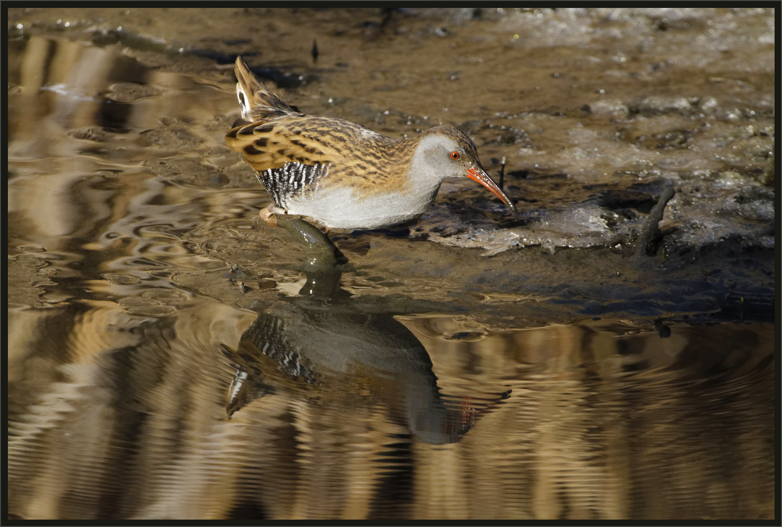 Wasserralle (Rallus aquaticus)