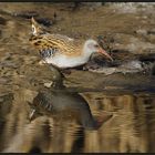 Wasserralle (Rallus aquaticus)