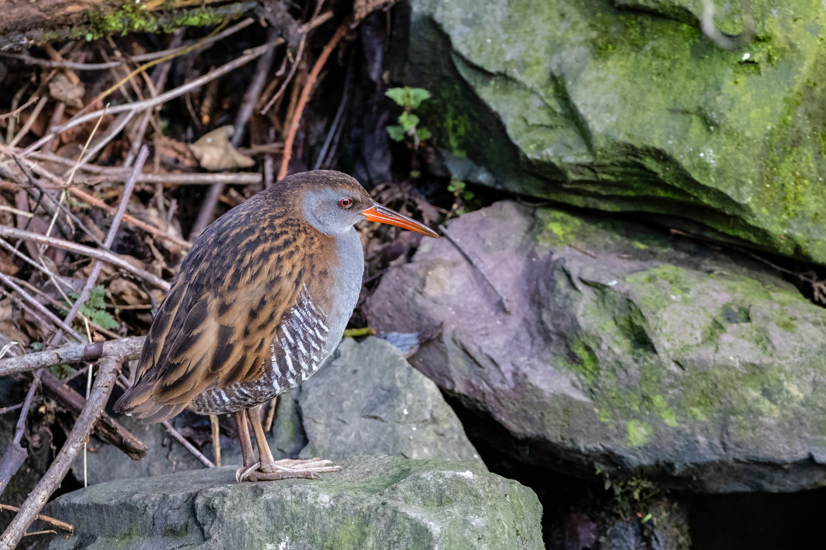 Wasserralle (Rallus aquaticus)