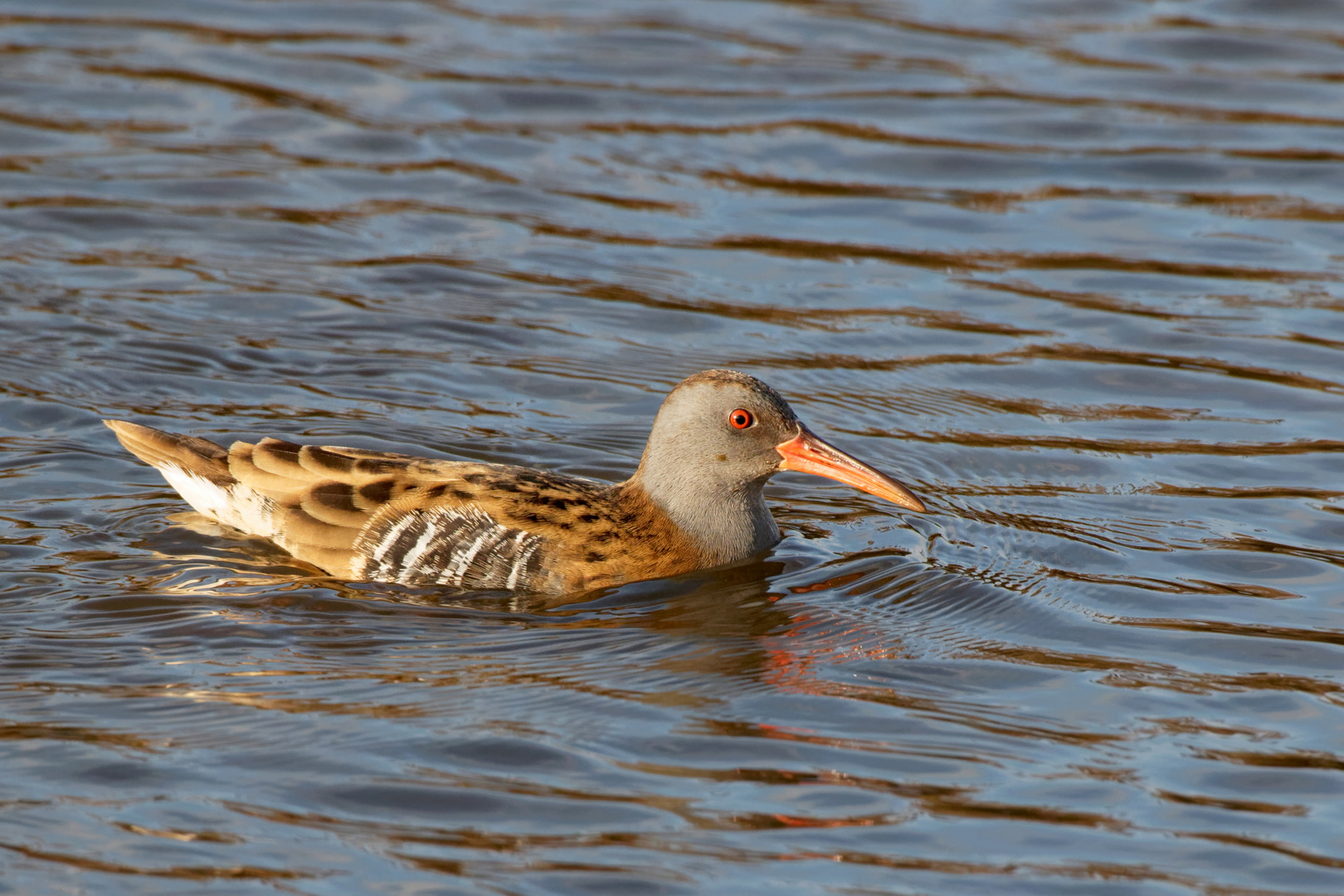 Wasserralle (Rallus aquaticus) - schwimmend