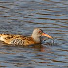 Wasserralle (Rallus aquaticus) - schwimmend