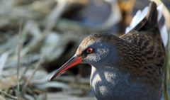 "Wasserralle", schon wieder die