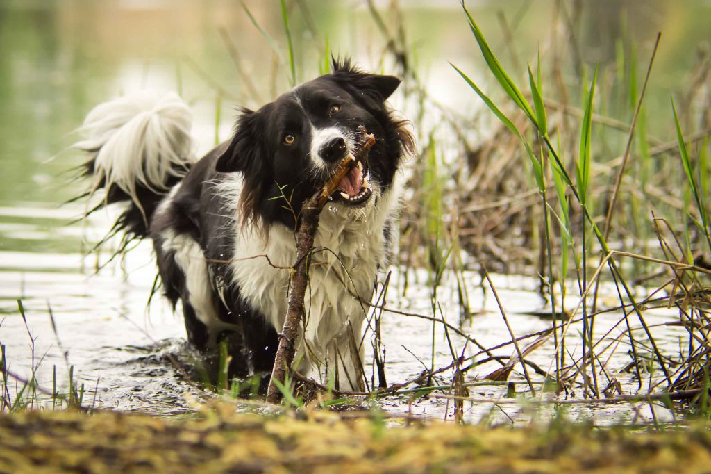 Wasserratte