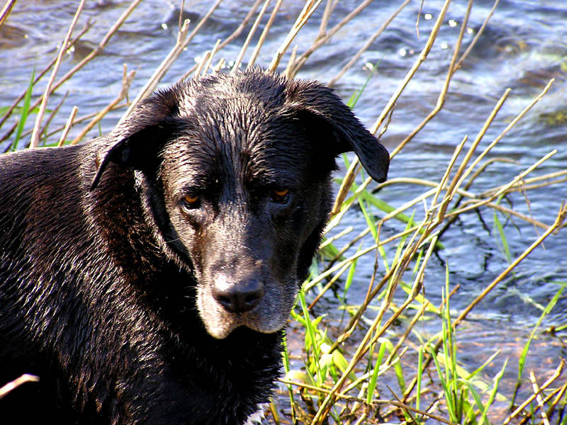 Wasserratte :-)