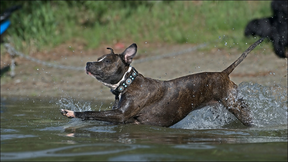 *wasserratte*