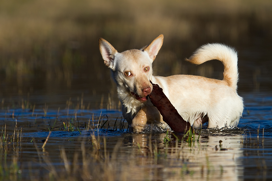 Wasserratte