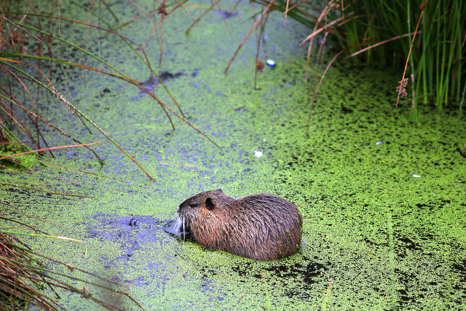 Wasserratte Foto & Bild tiere, wildlife, wildlife sonstige tiere
