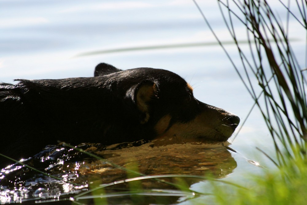 Wasserratte