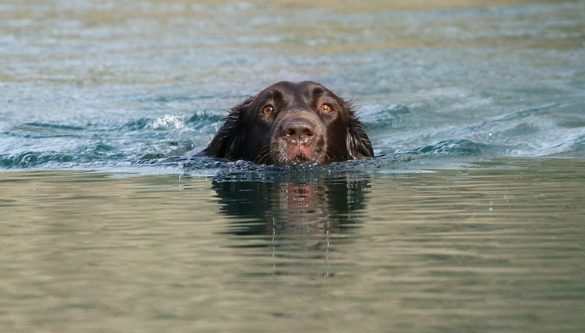 Wasserratte