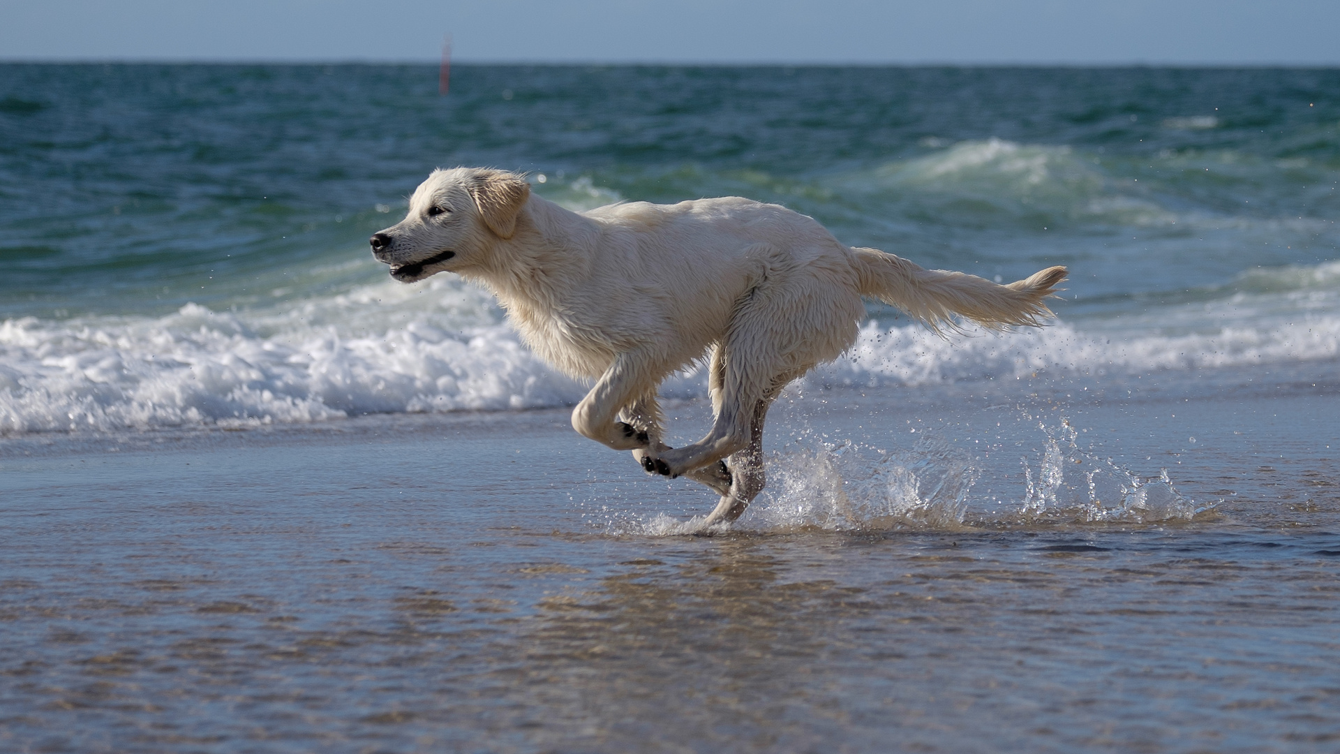 Wasserratte Foto & Bild | sommer, hund, sylt Bilder auf ...