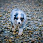 Wasserratte aka Blue Merle Aussie