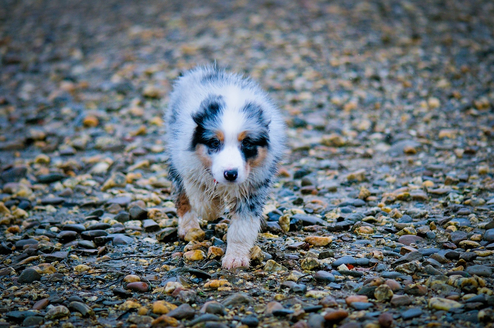 Wasserratte aka Blue Merle Aussie