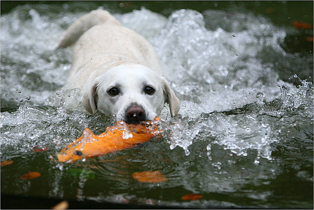 Wasserratte :-)