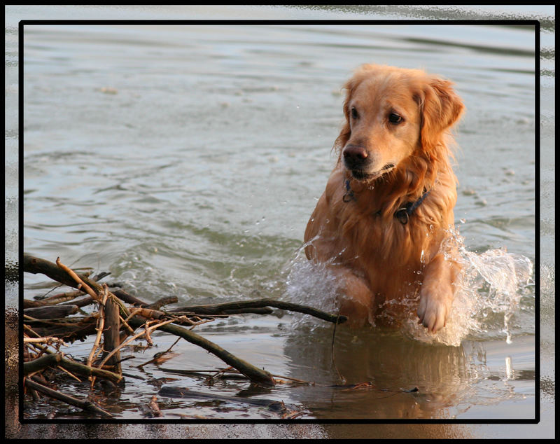 ***Wasserratte***