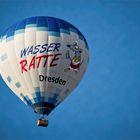 Wasserratte Dresden