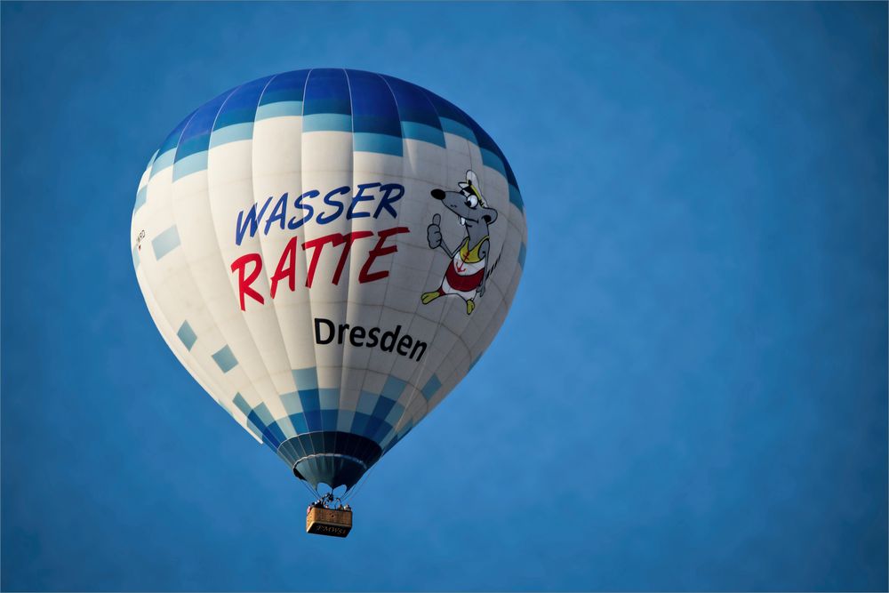 Wasserratte Dresden