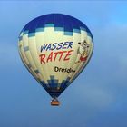 Wasserratte Dresden