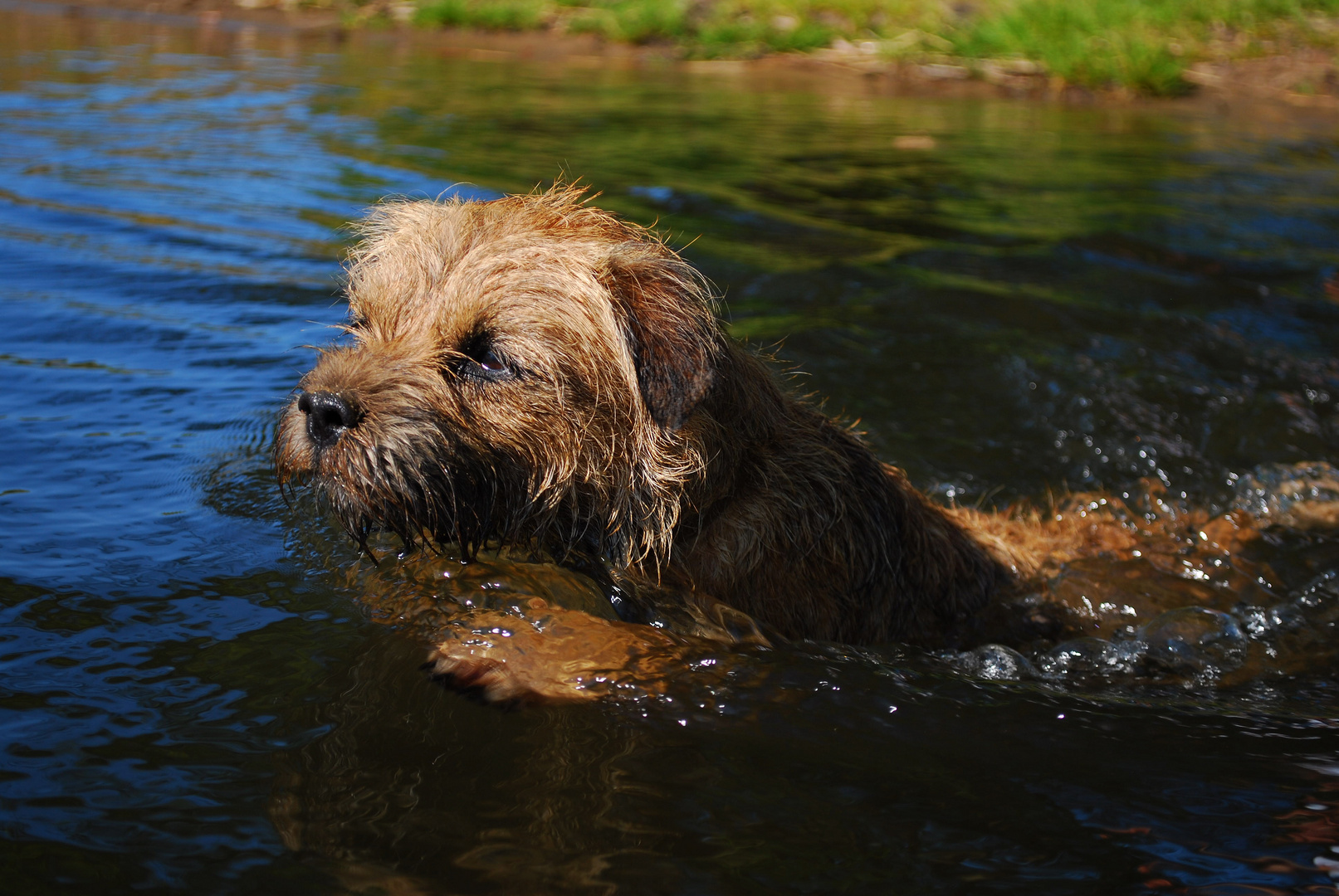 Wasserratte