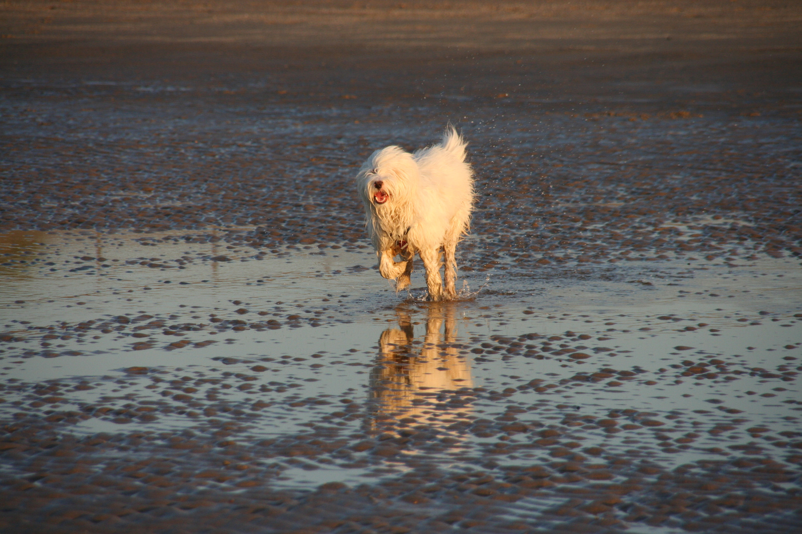 Wasser"ratte"