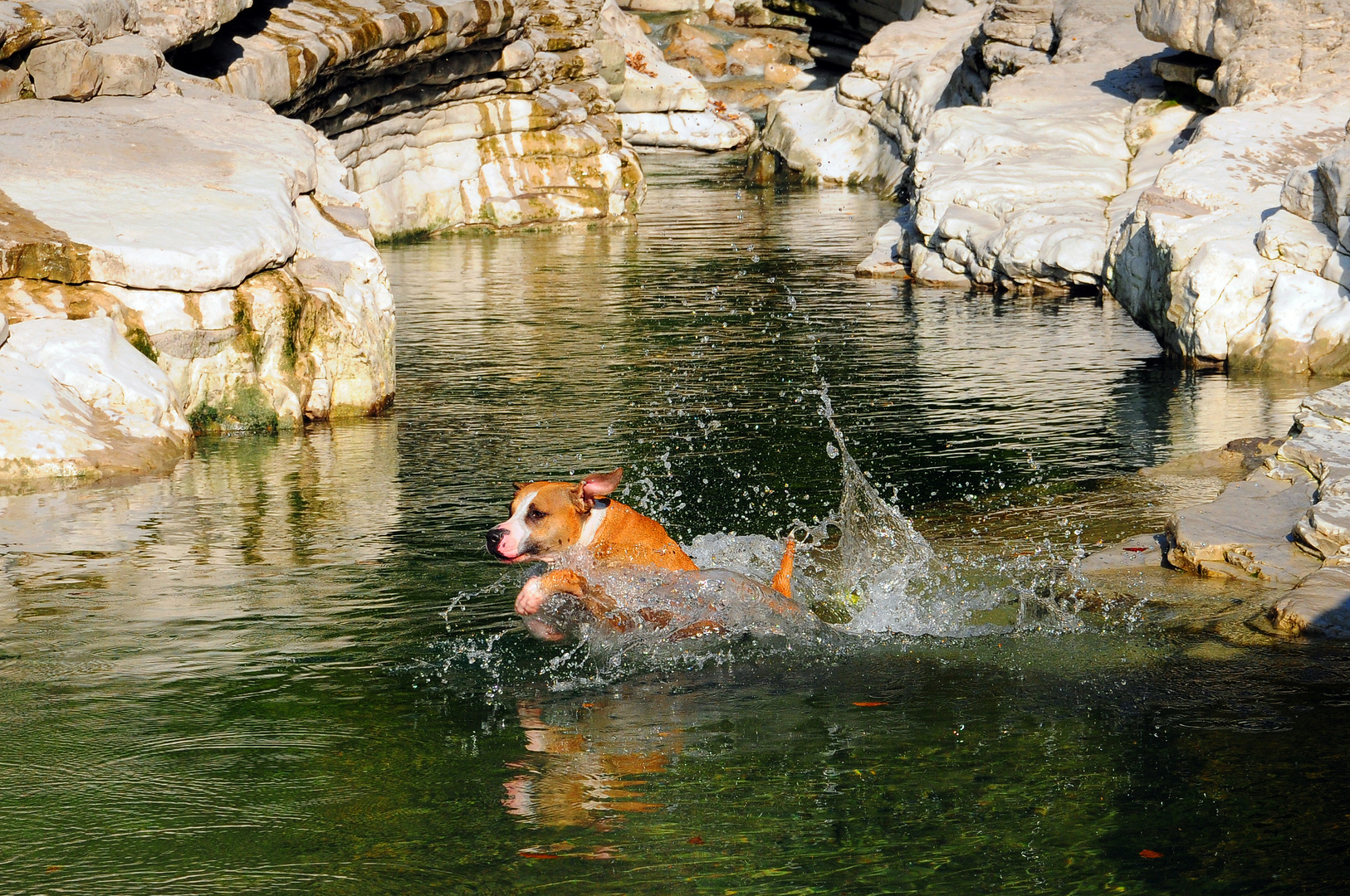 Wasserratte in der Taugl bei Vigaun