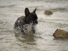 Wasserratte Jacques