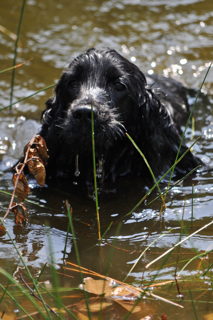 Wasserratte Lilly