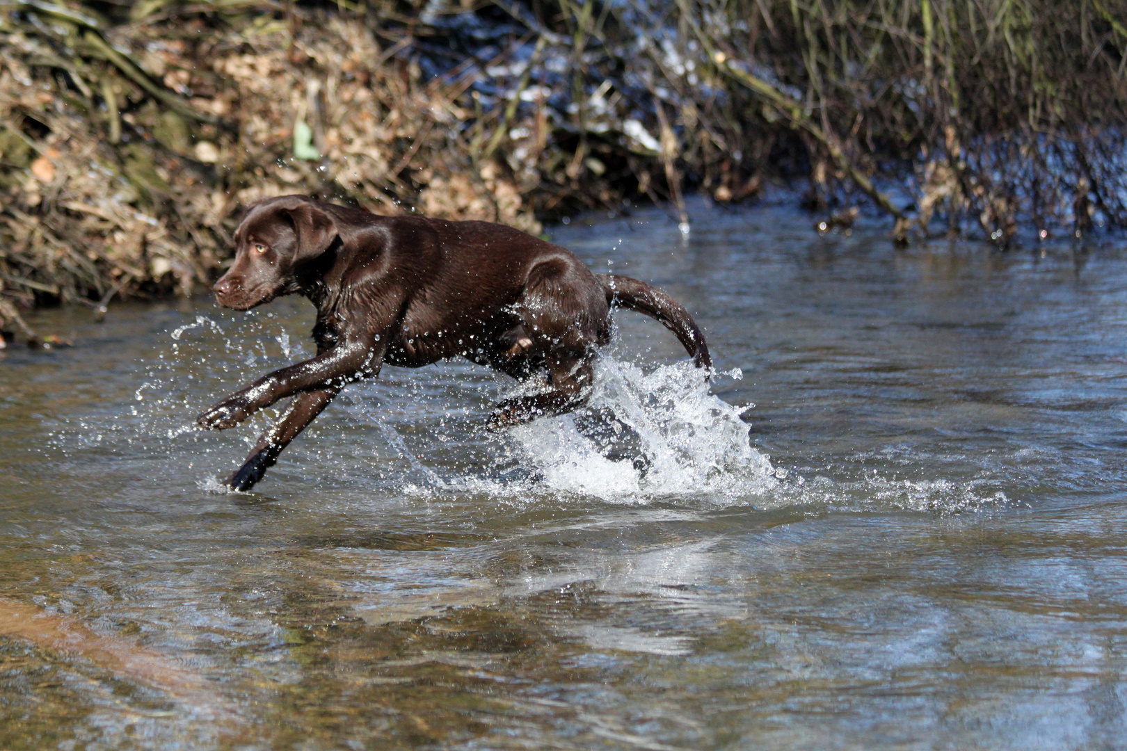 Wasserratte ;o)