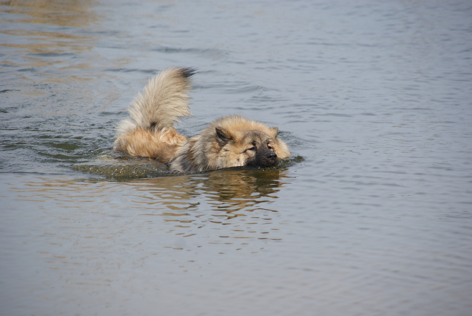 Wasserratte oder Eurasier?????