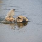 Wasserratte oder Eurasier?????