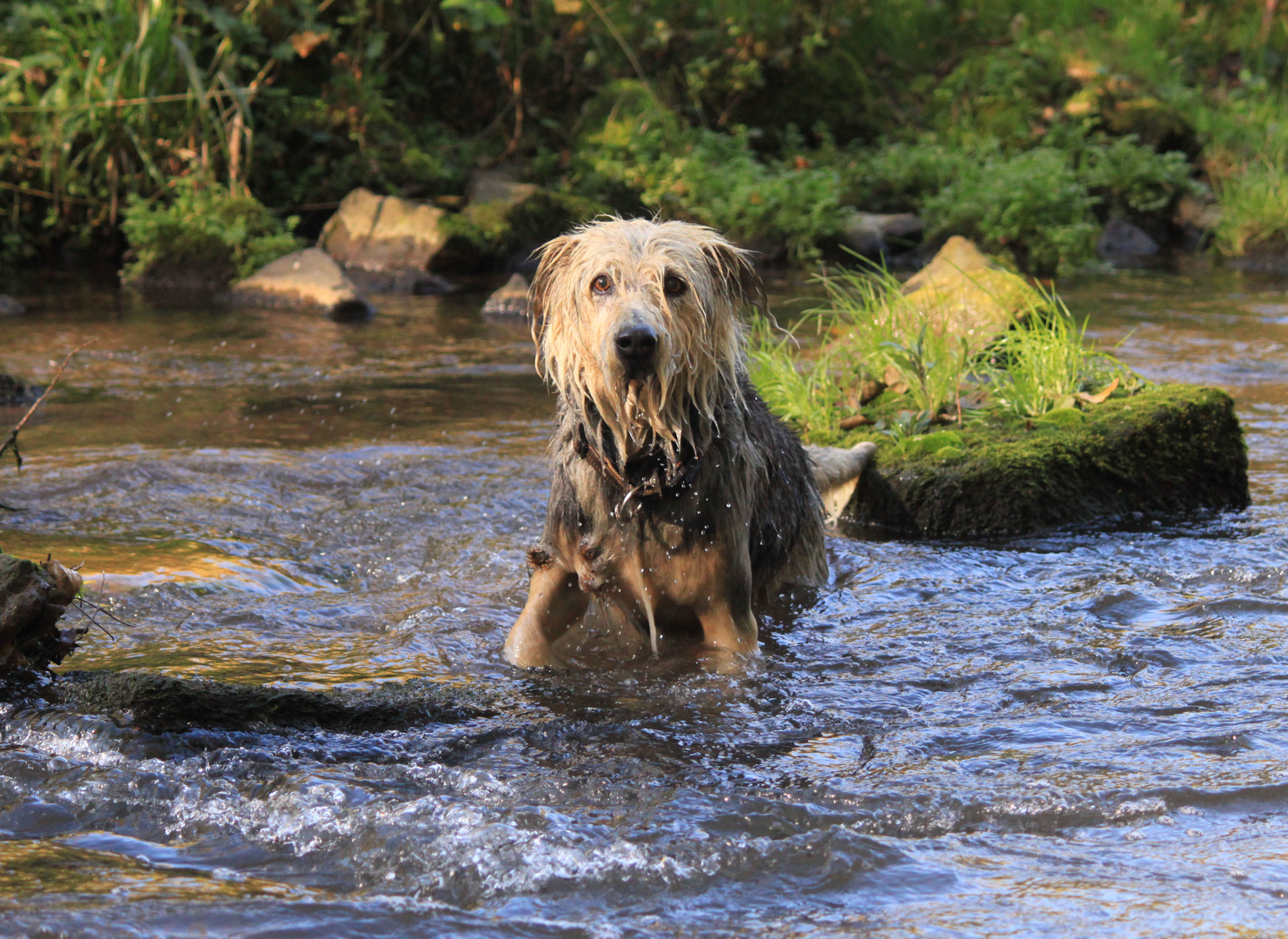 Wasserratte oder Schwimmuntericht