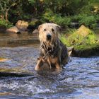 Wasserratte oder Schwimmuntericht