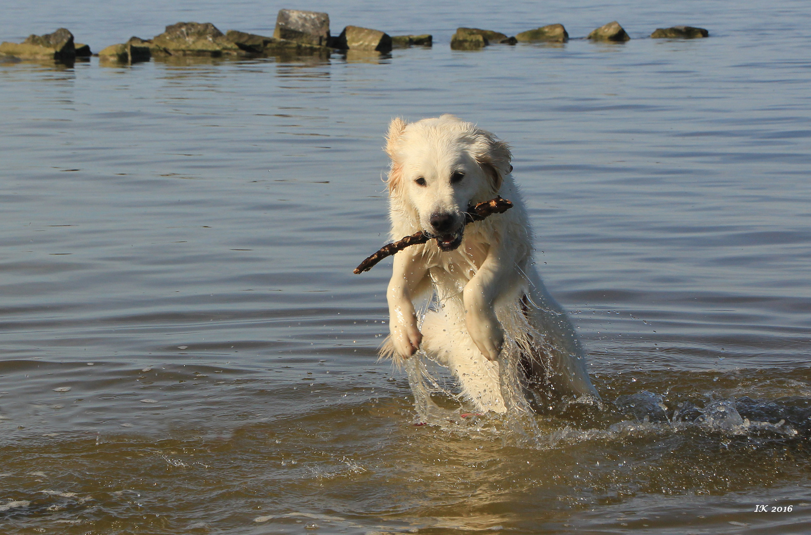 Wasserratte Phoebe