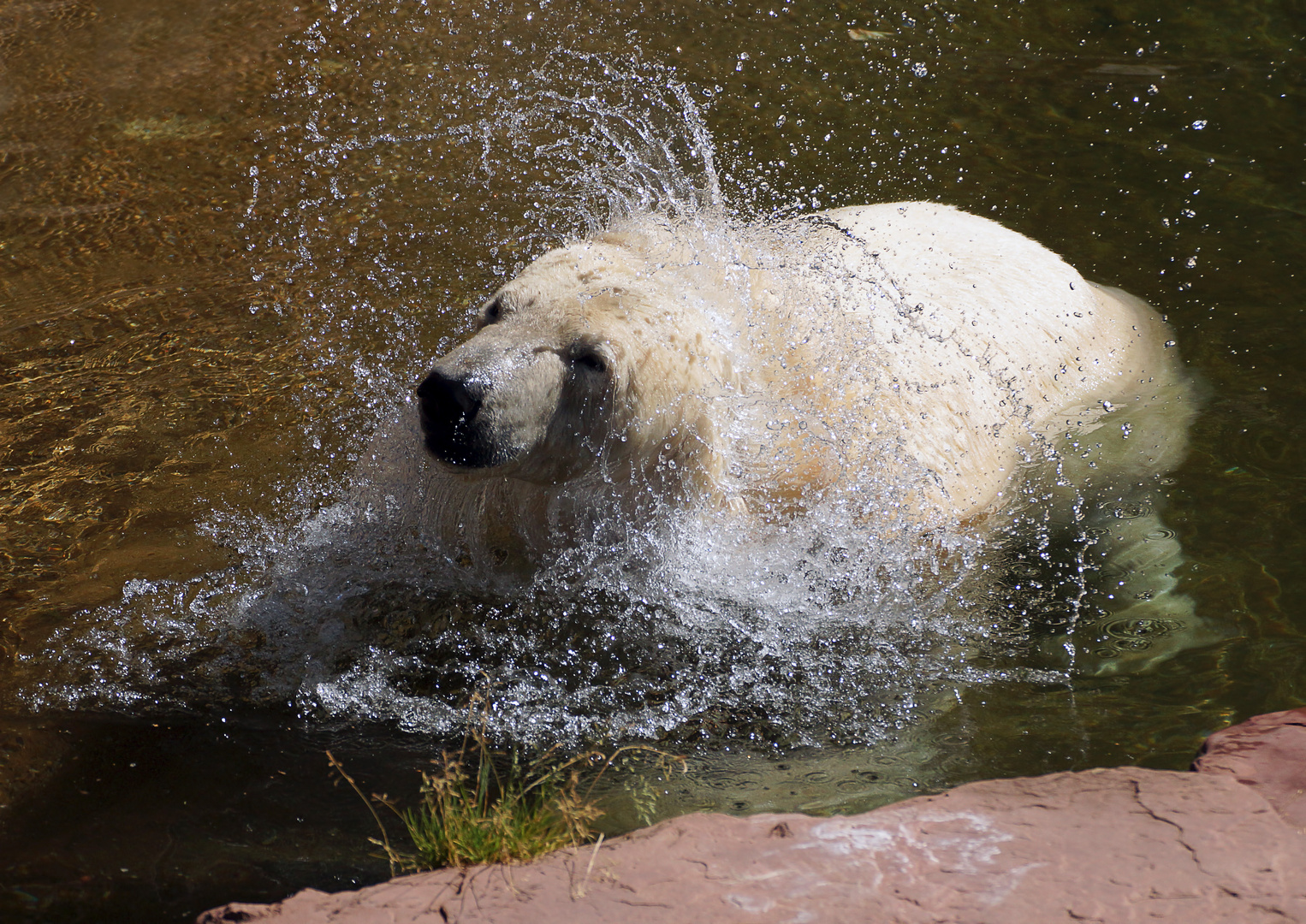 .....Wasserratte Vera.....